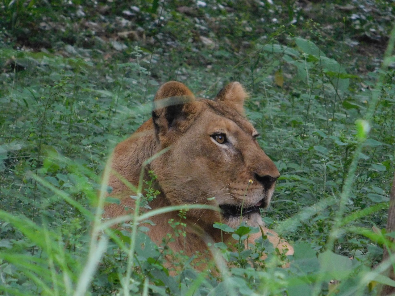 lion grass forest free photo