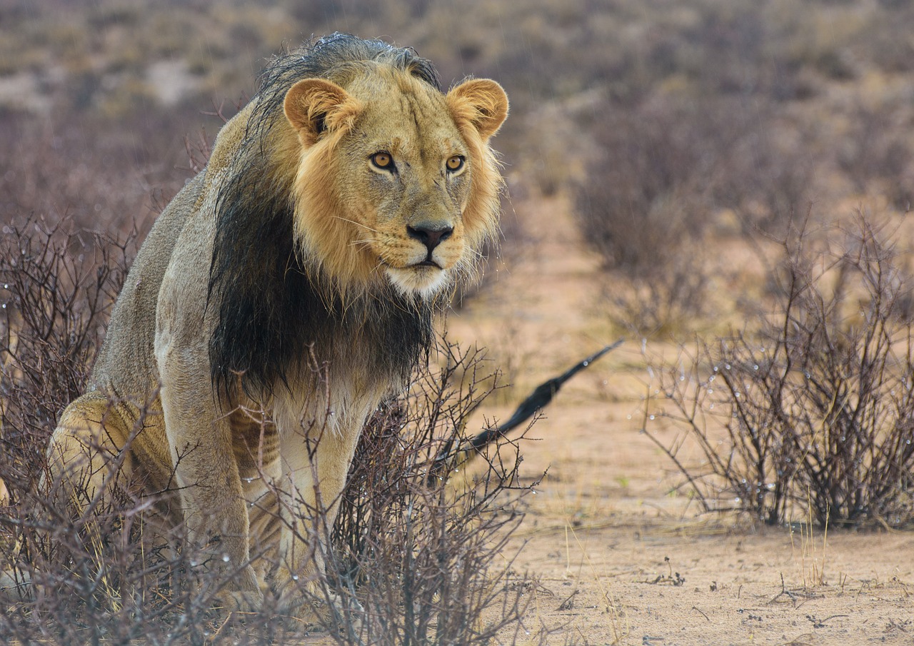 lion africa kalahari free photo