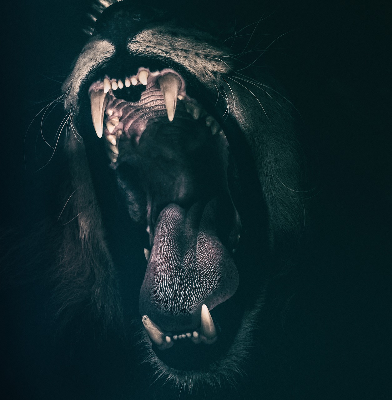 lion teeth roar free photo