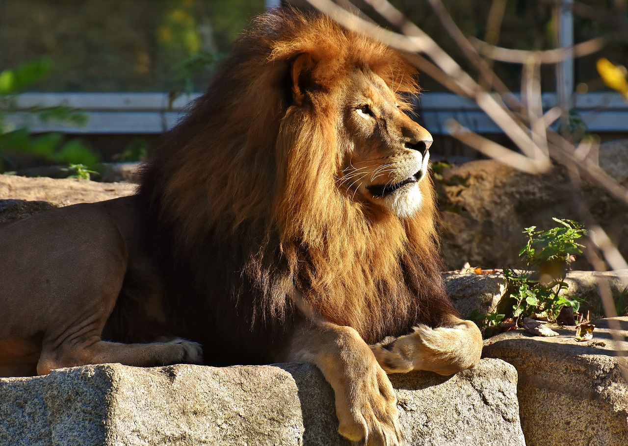 lion predator dangerous free photo