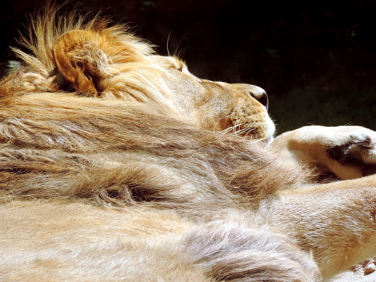 lion sleeping animal free photo