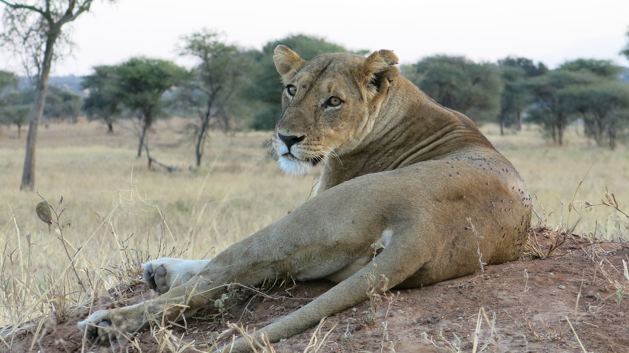 lion steppe wildlife free photo