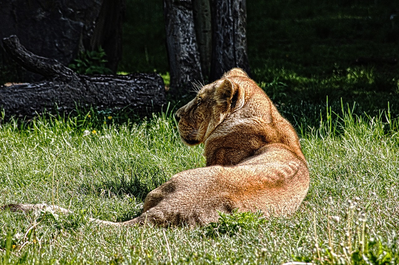 lion nature predator free photo