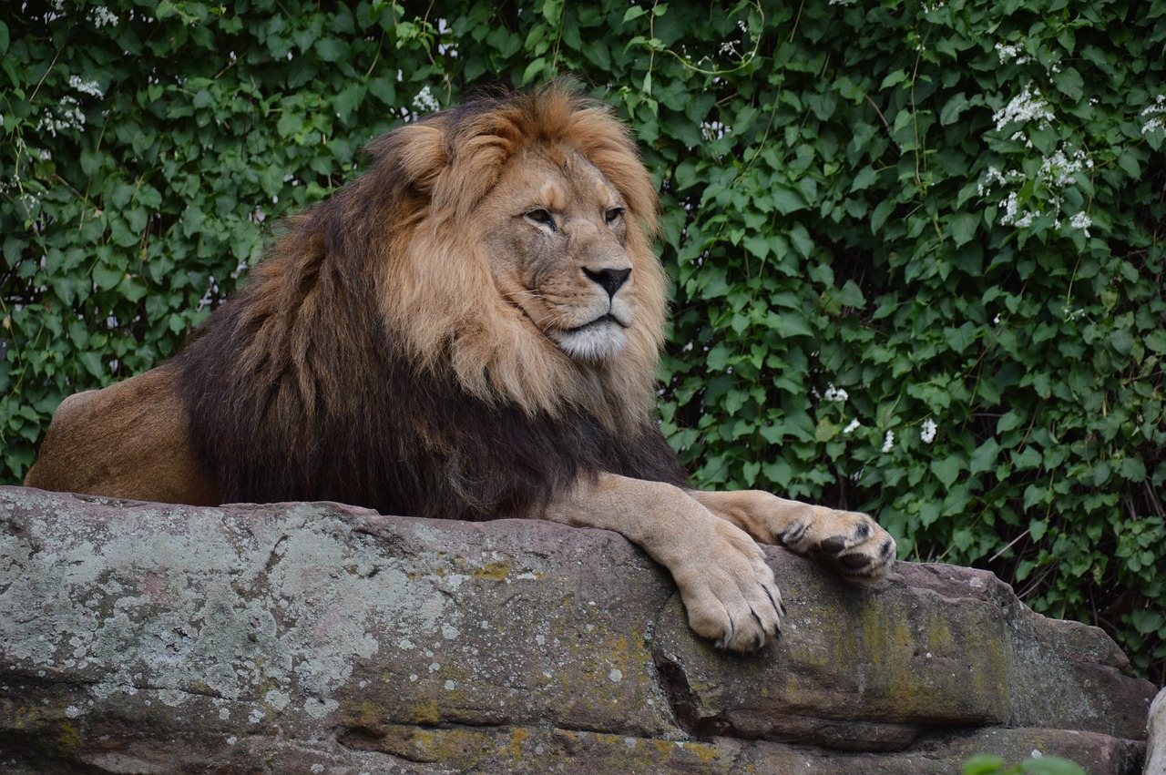 lion concerns predator free photo