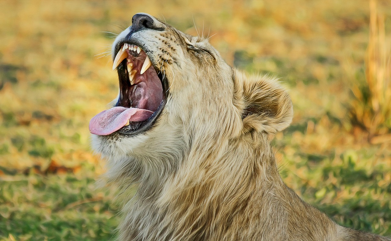 lion safari africa free photo