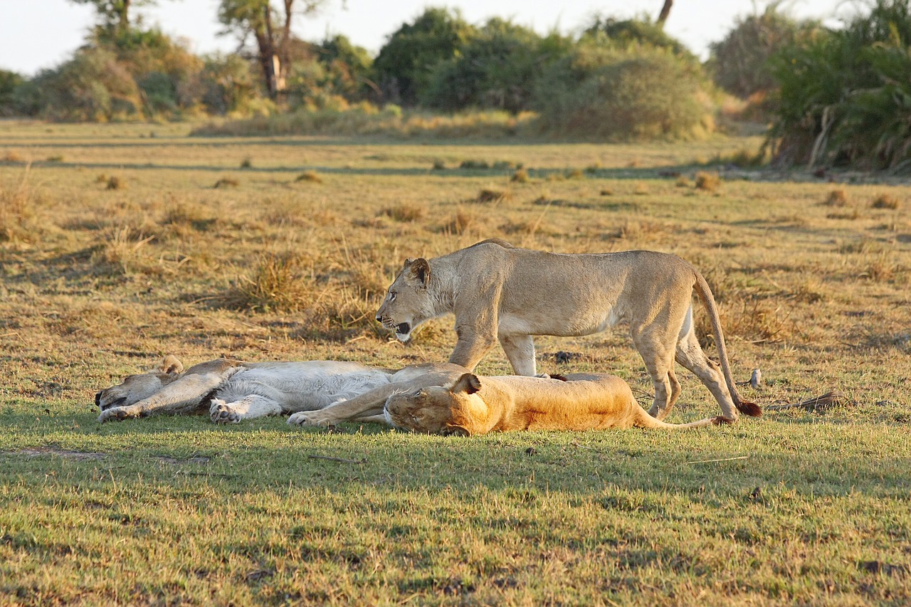 lion safari africa free photo