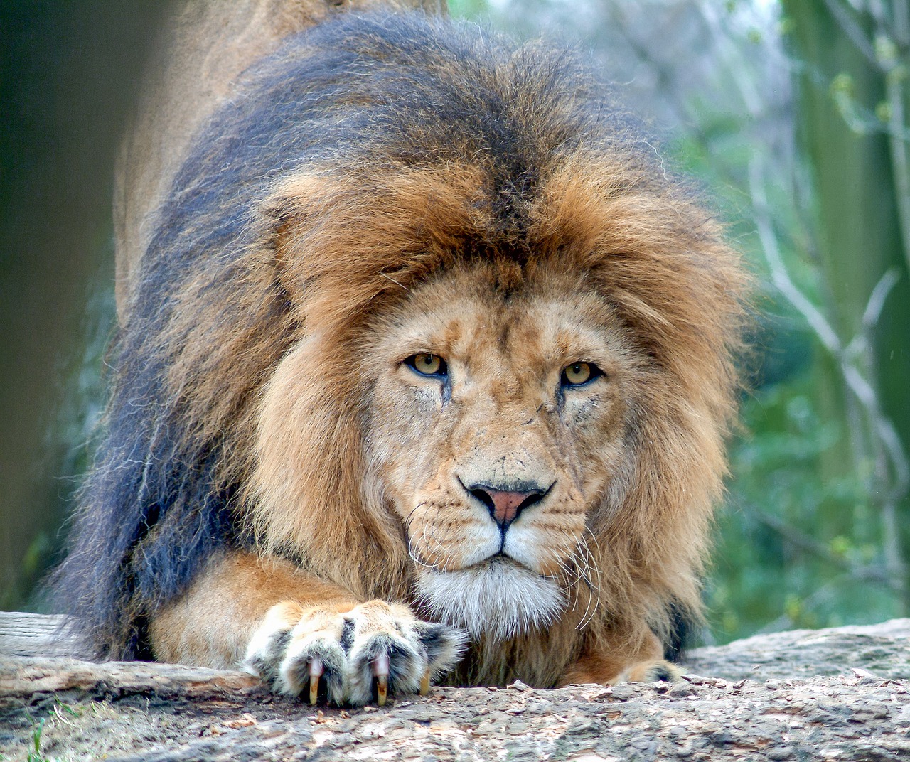 lion animal big cat free photo