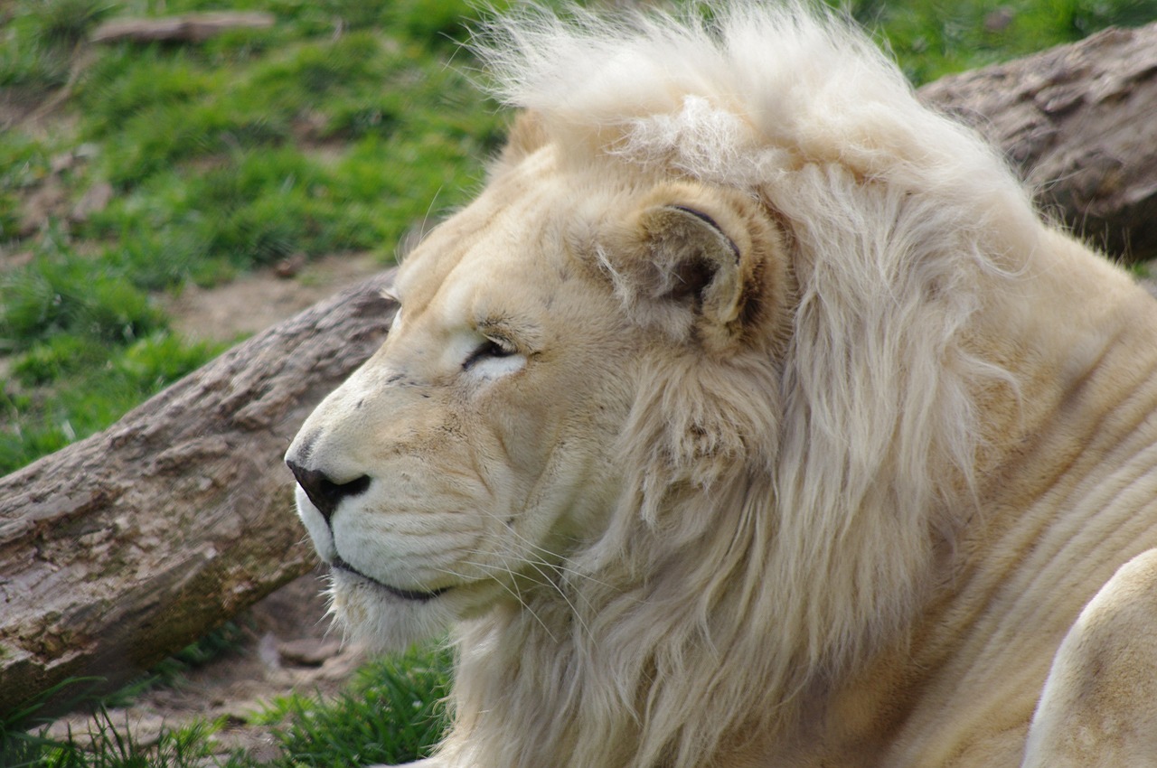 lion philadelphia zoo free photo