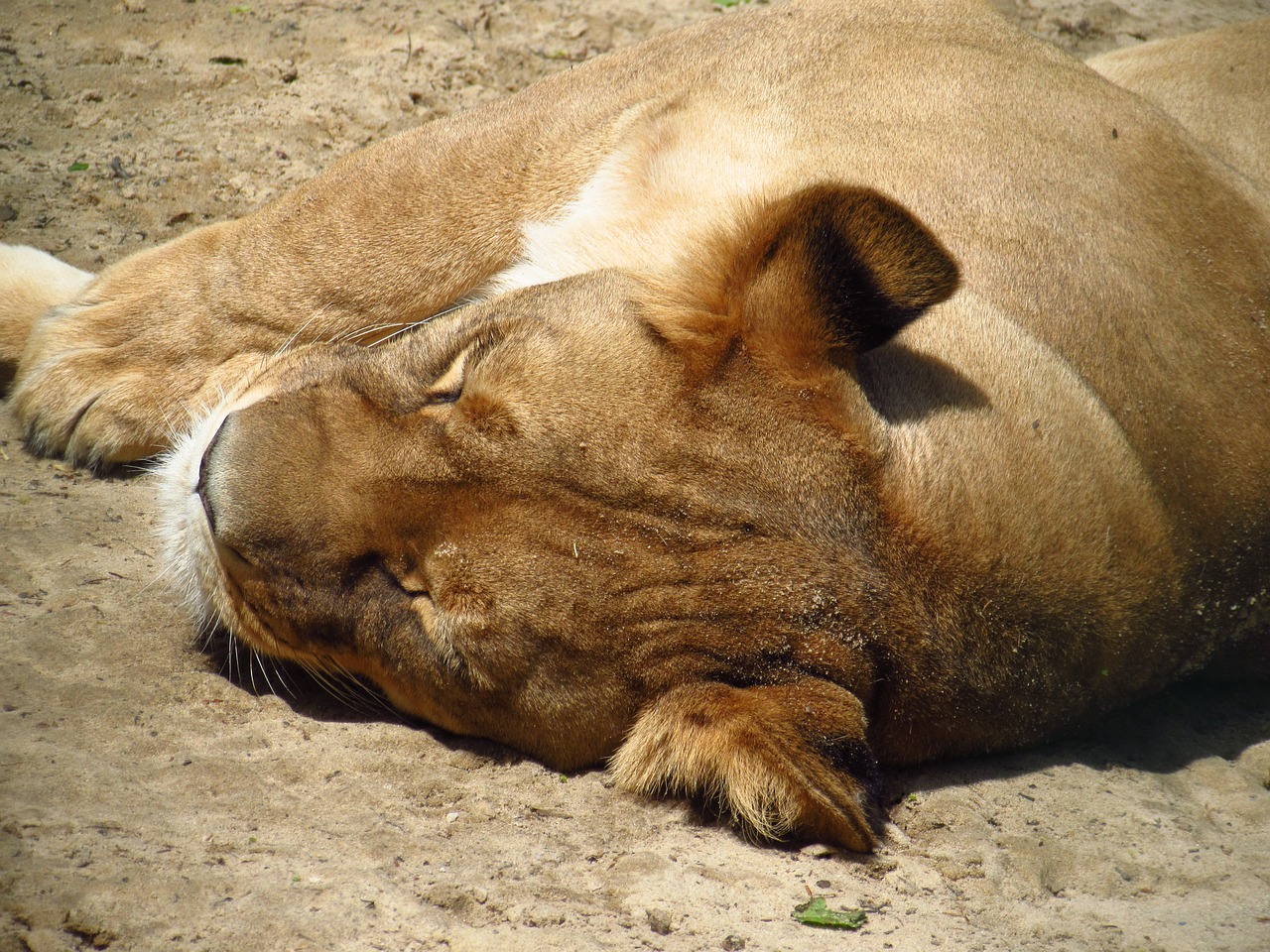 lion animal zoo free photo