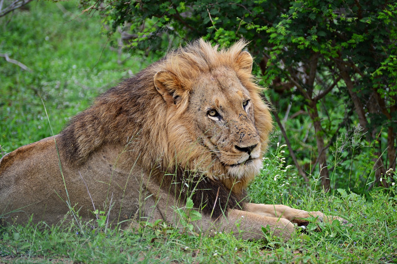 lion wildlife animals free photo