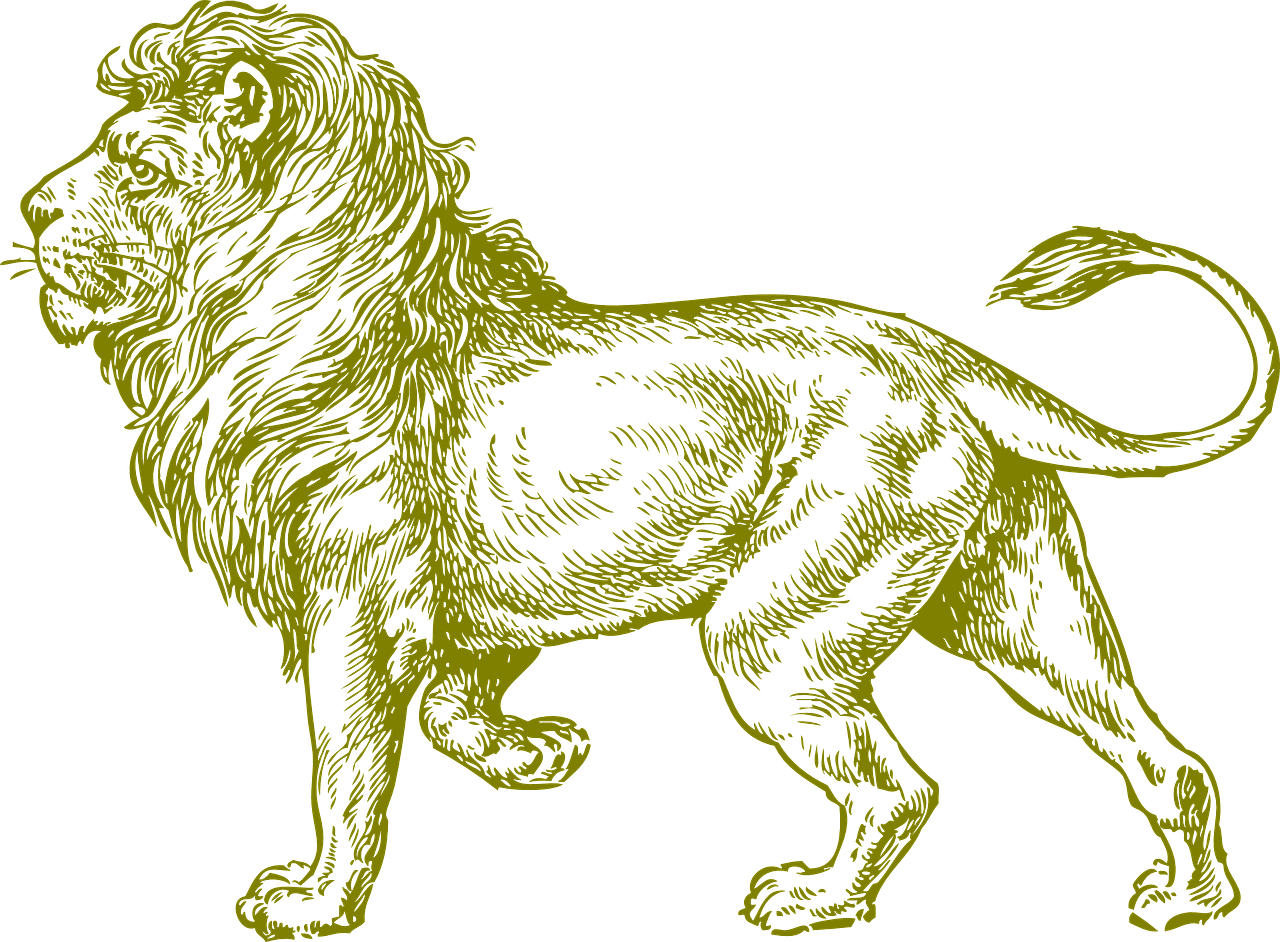 lion wildcat africa free photo
