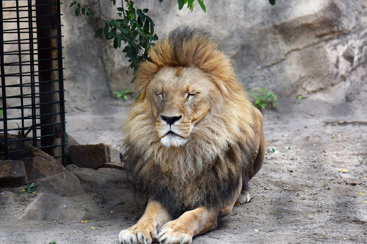 lion animal male free photo