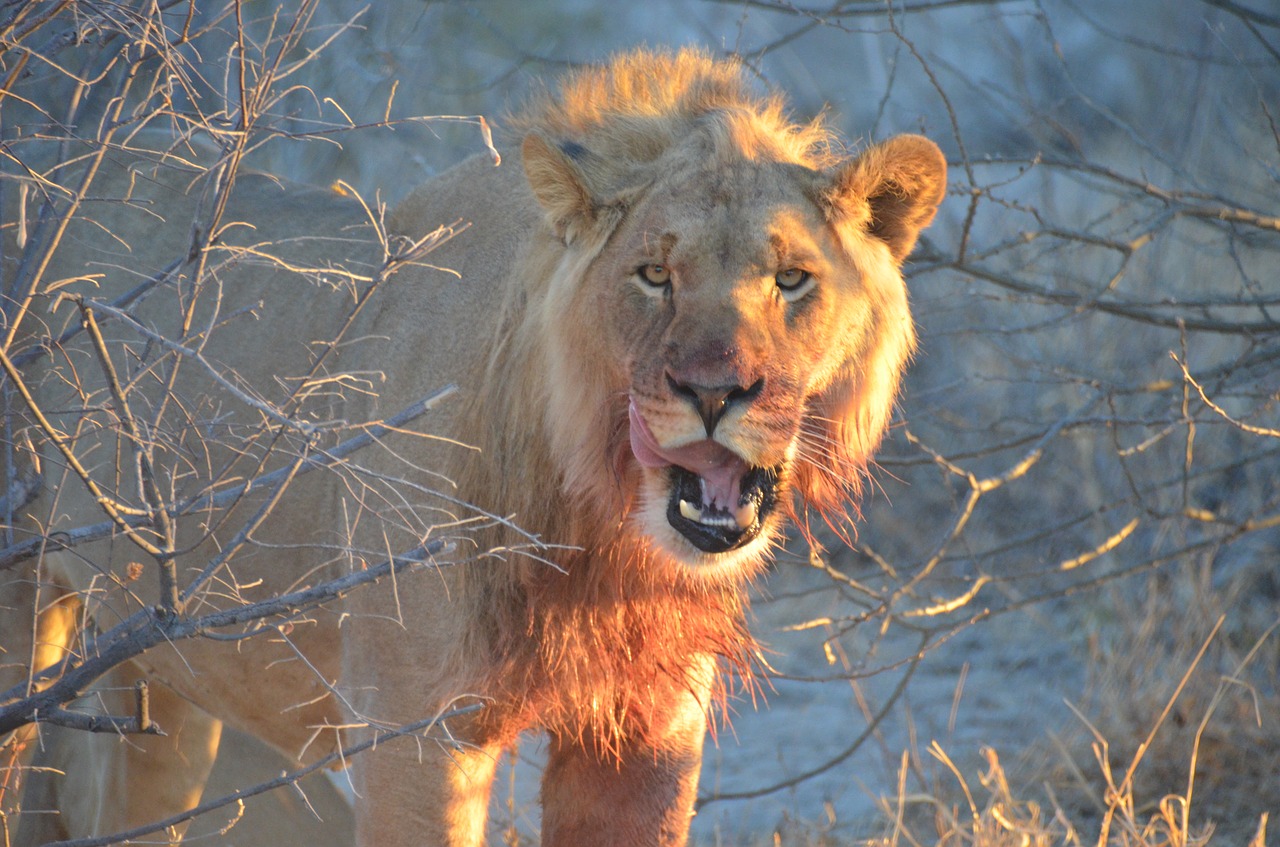 lion africa wildlife free photo