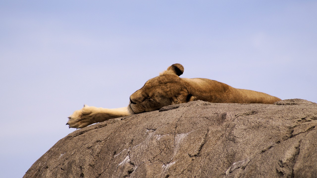 lion food animal free photo