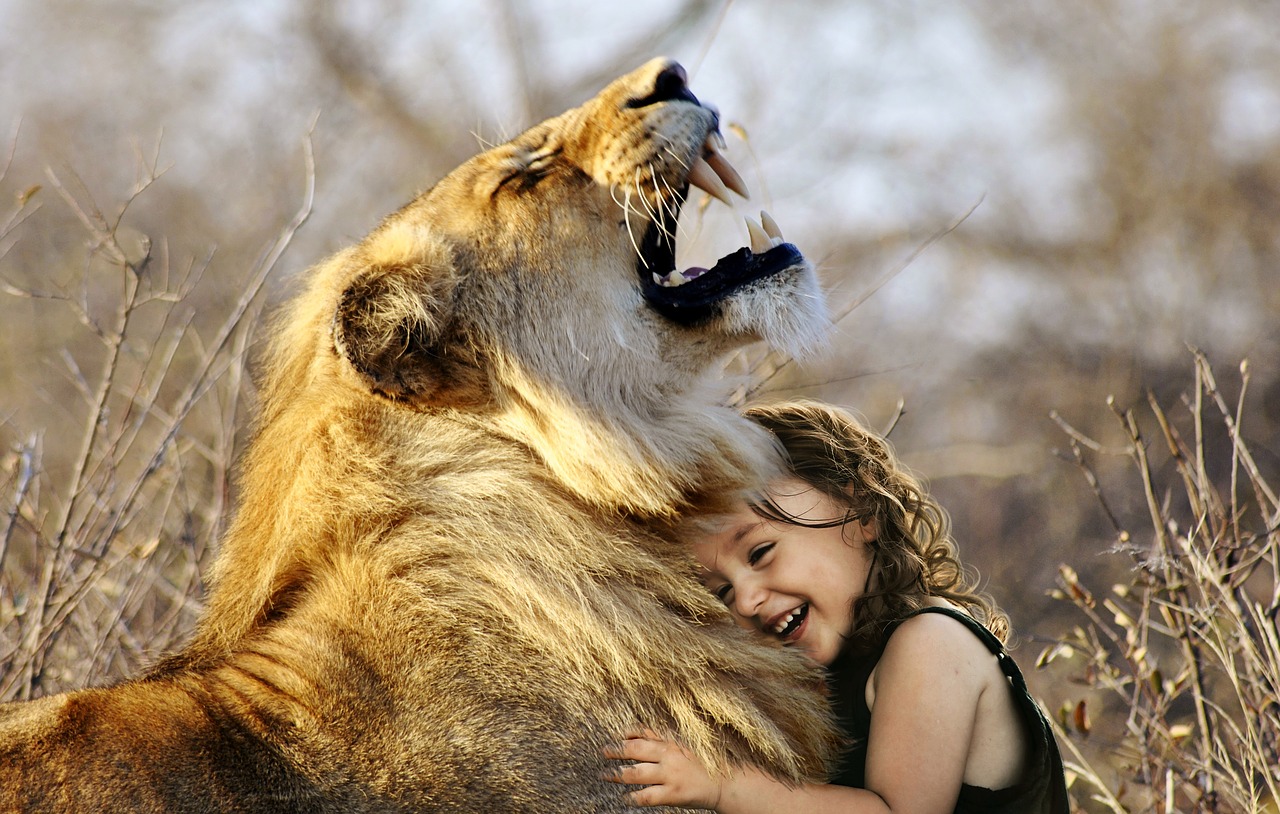 lion roar africa free photo