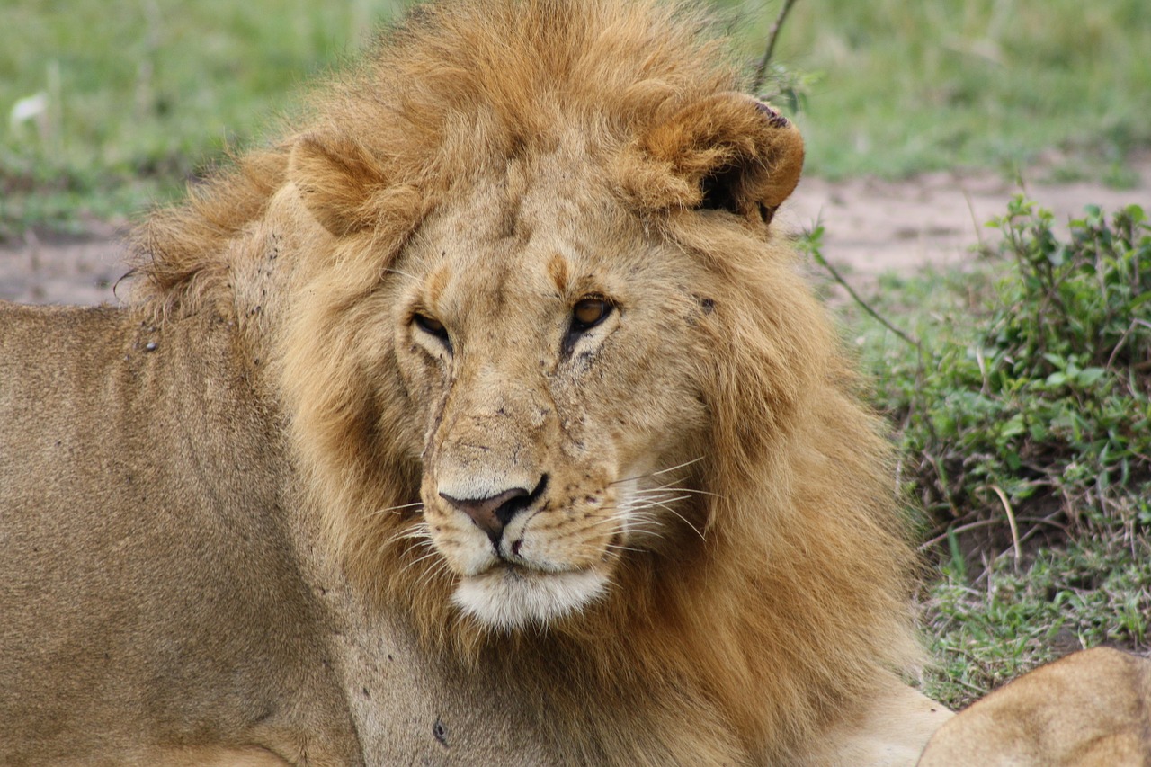 lion africa kenya free photo