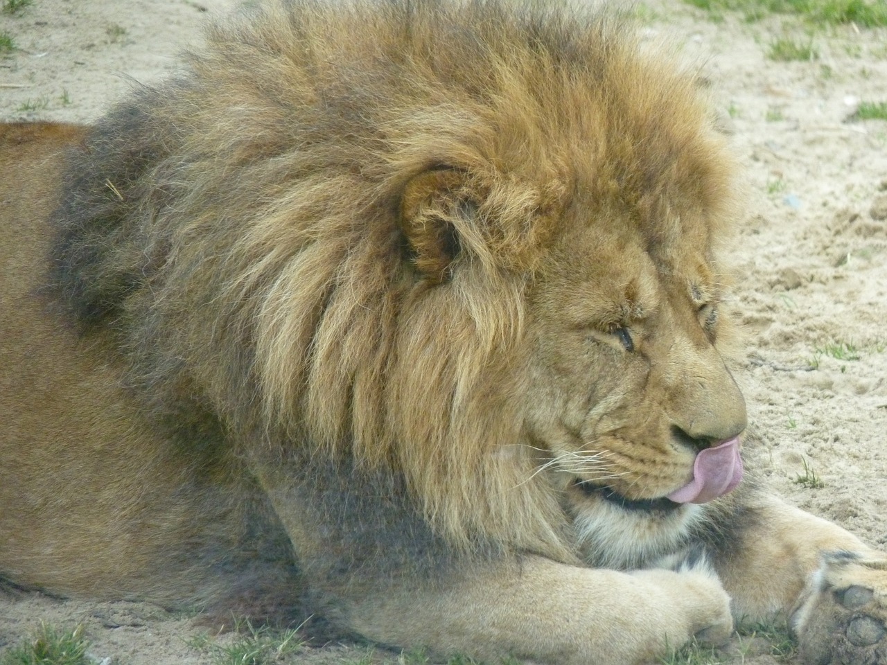 lion animal zoo free photo