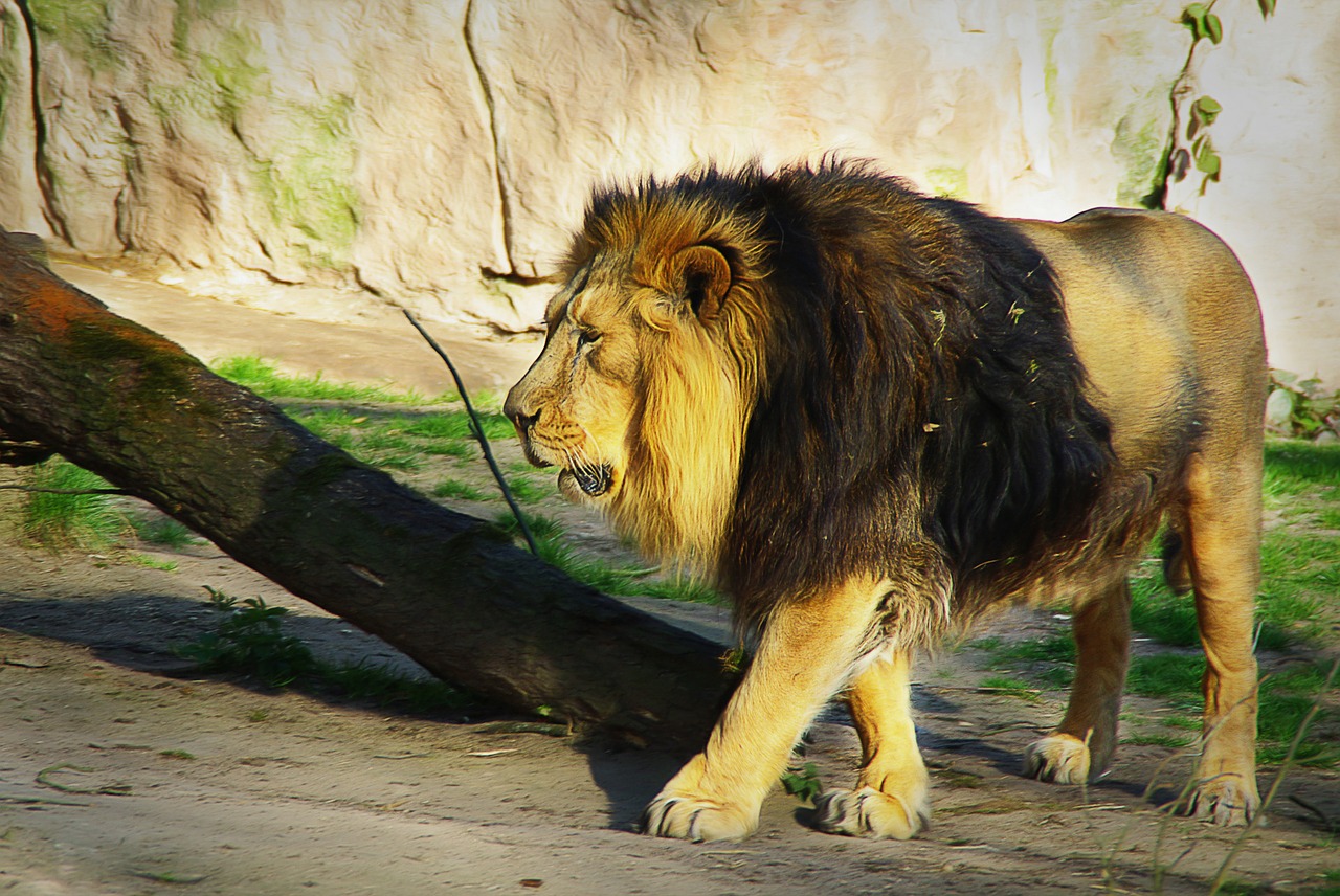 lion zoo animal free photo