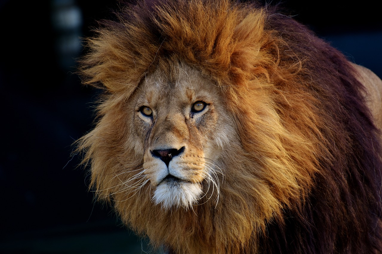 lion predator dangerous free photo