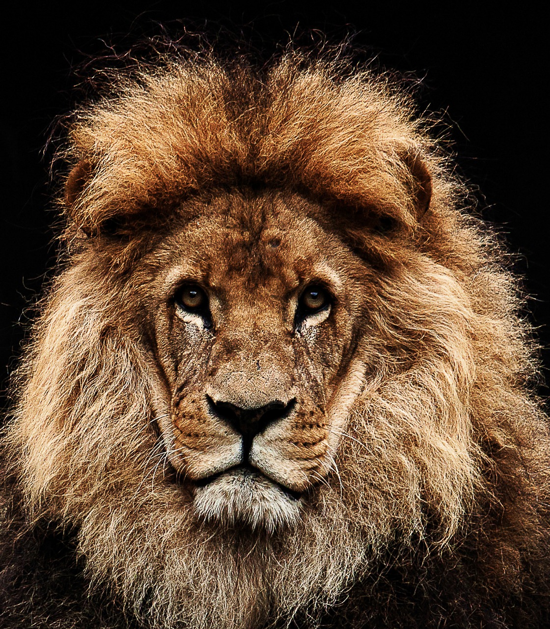 lion predator cat free photo