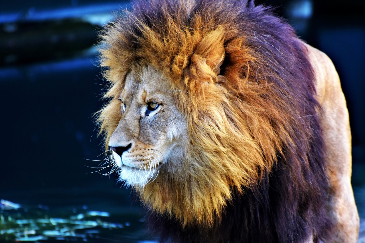 lion cat predator free photo