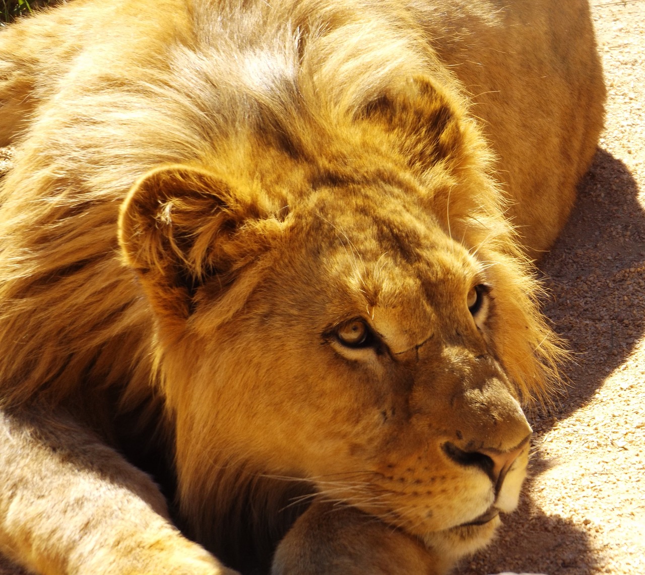 lion cat mammal free photo