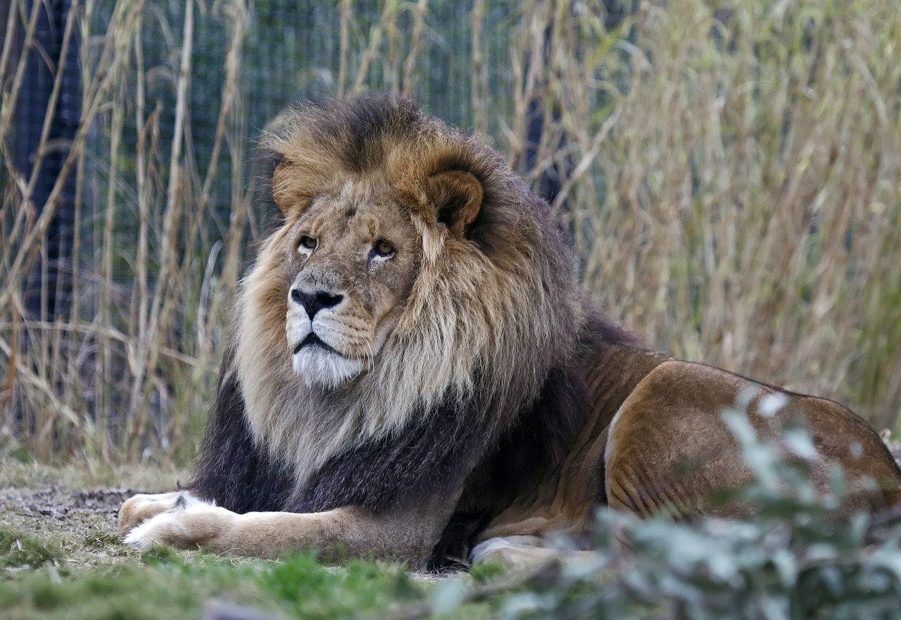 lion wildlife mammal free photo