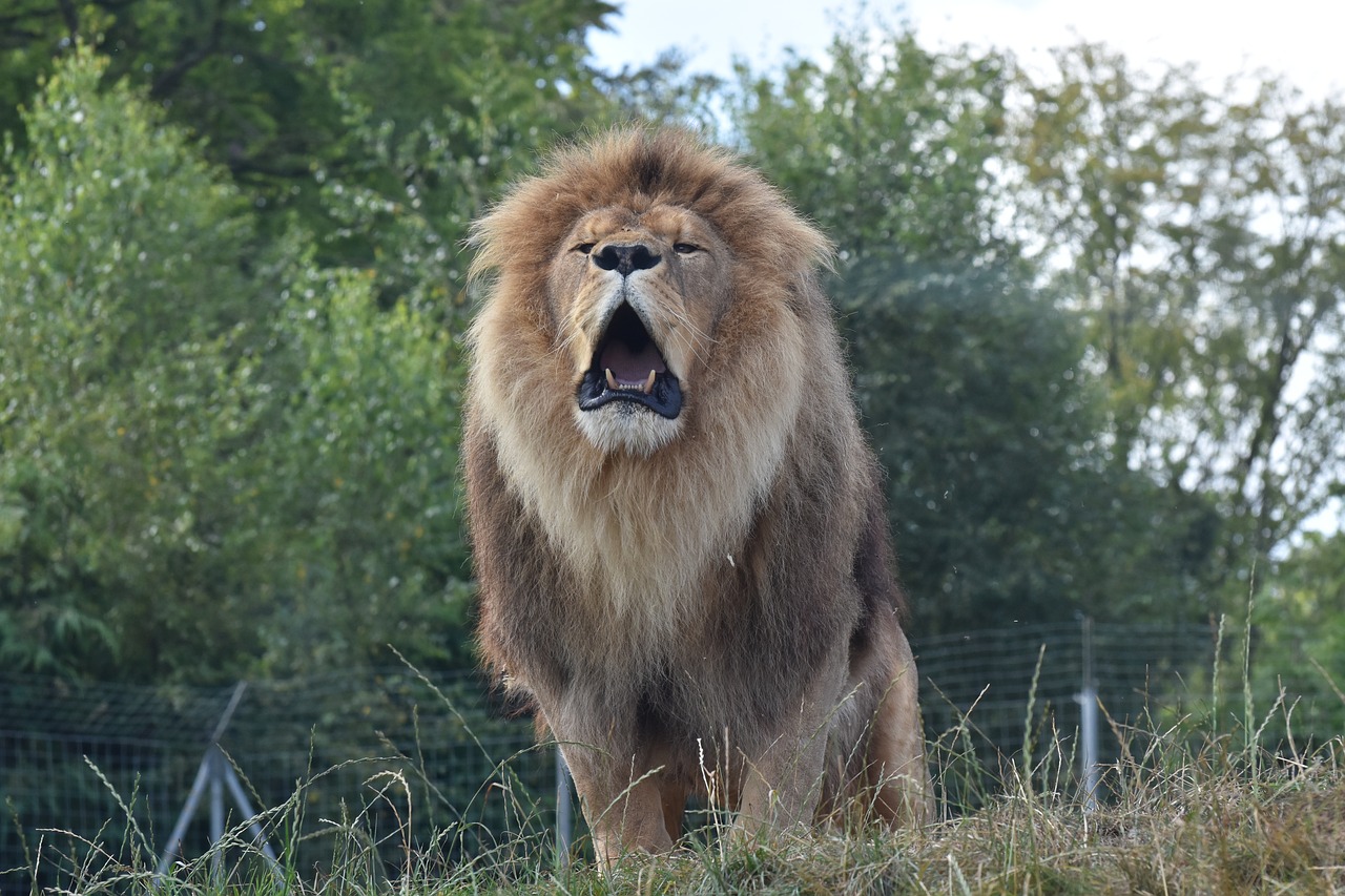 lion cerza zoo free photo