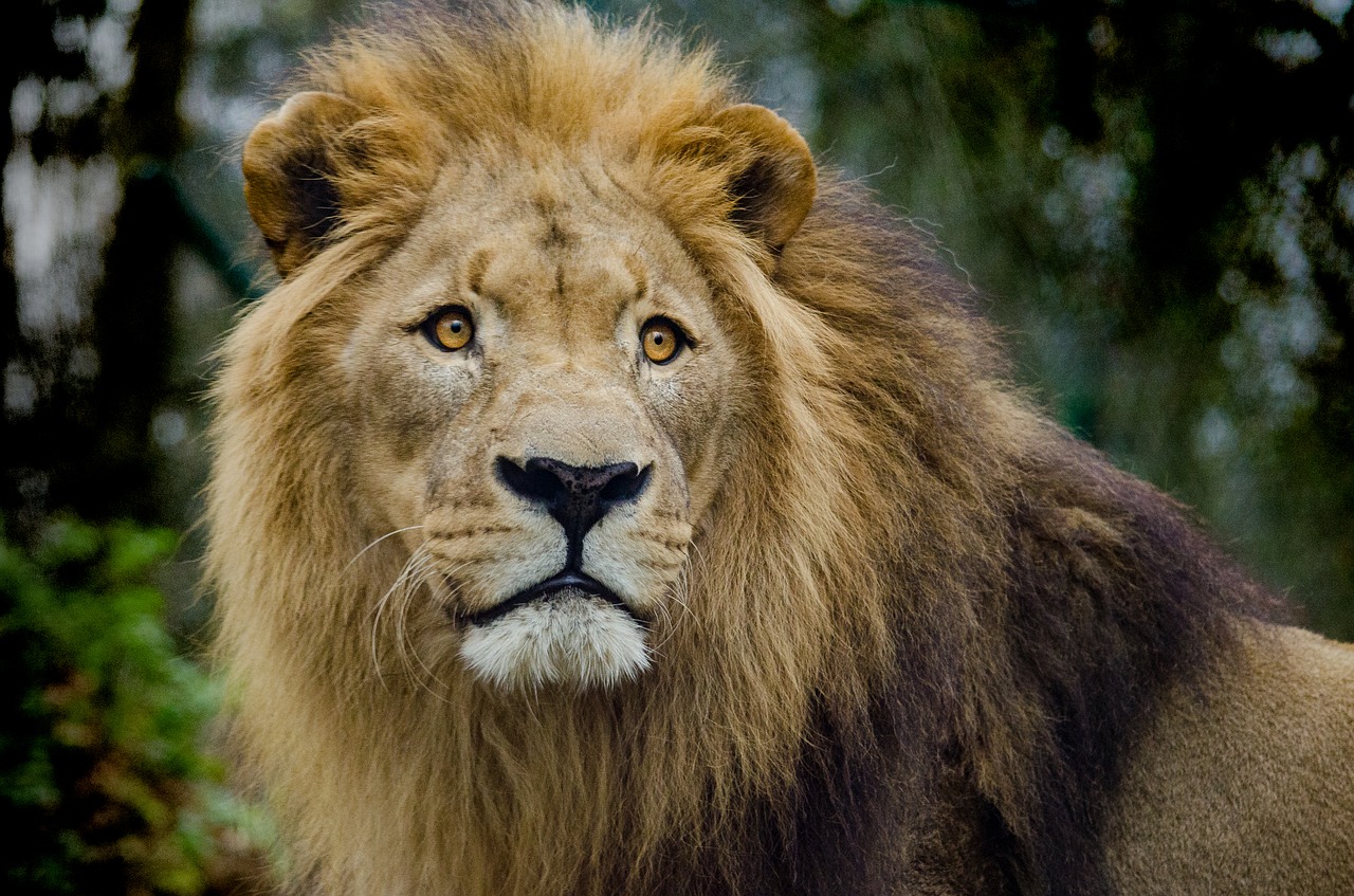 lion cat big cat free photo