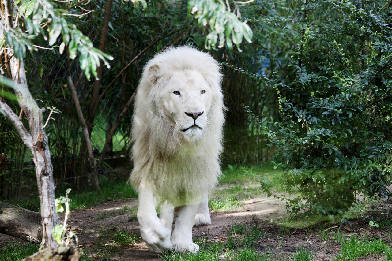 lion white lion feline free photo