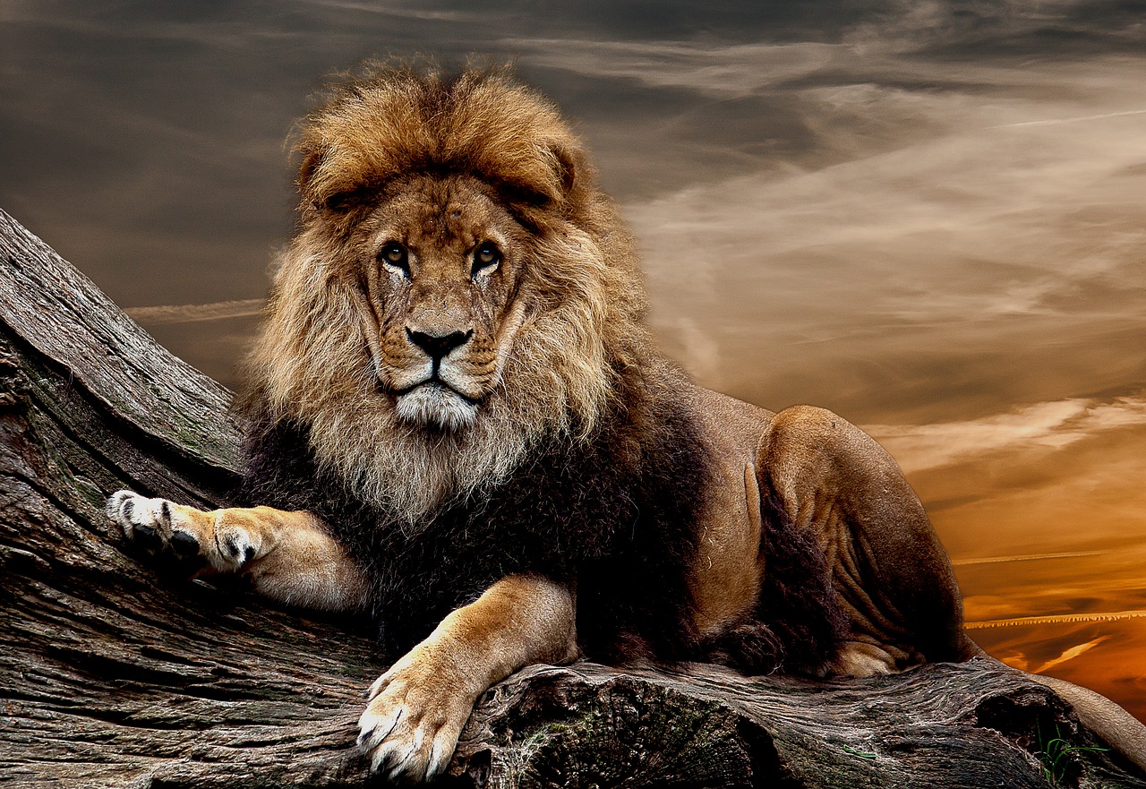 lion predator animal free photo