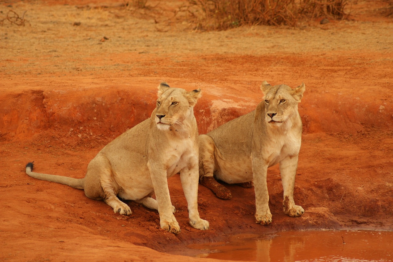 lion mammal cat free photo