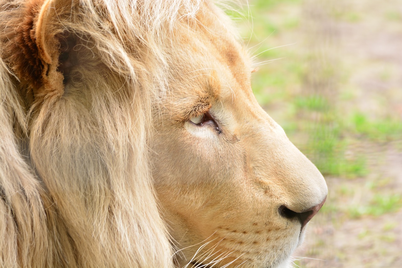 lion male portrait free photo