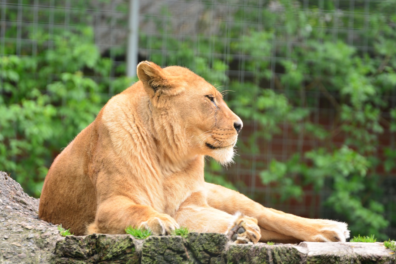 lion lioness animal world free photo