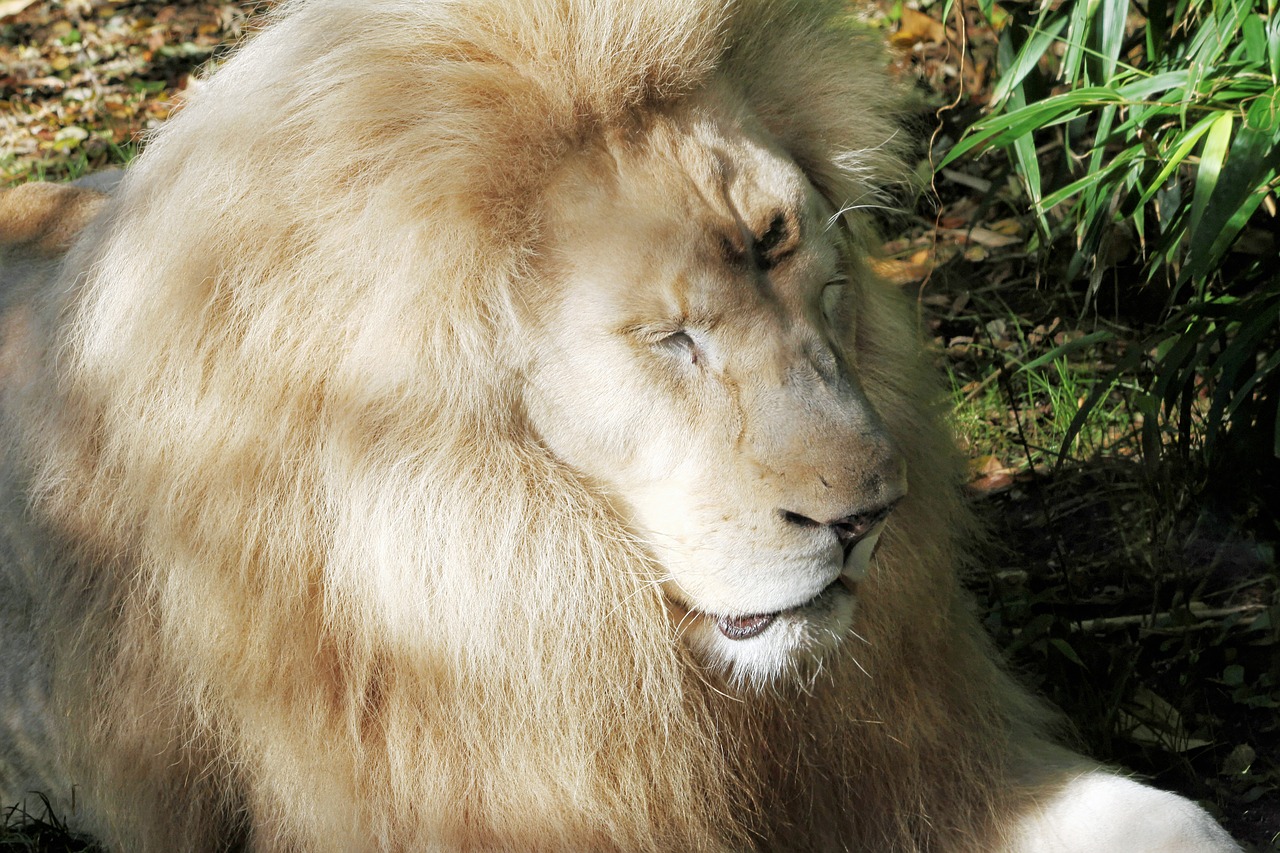 lion  white  animal free photo