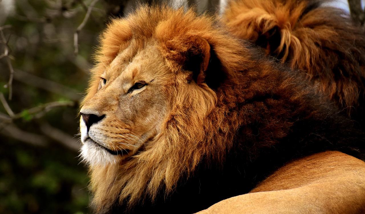 lion  predator  dangerous free photo