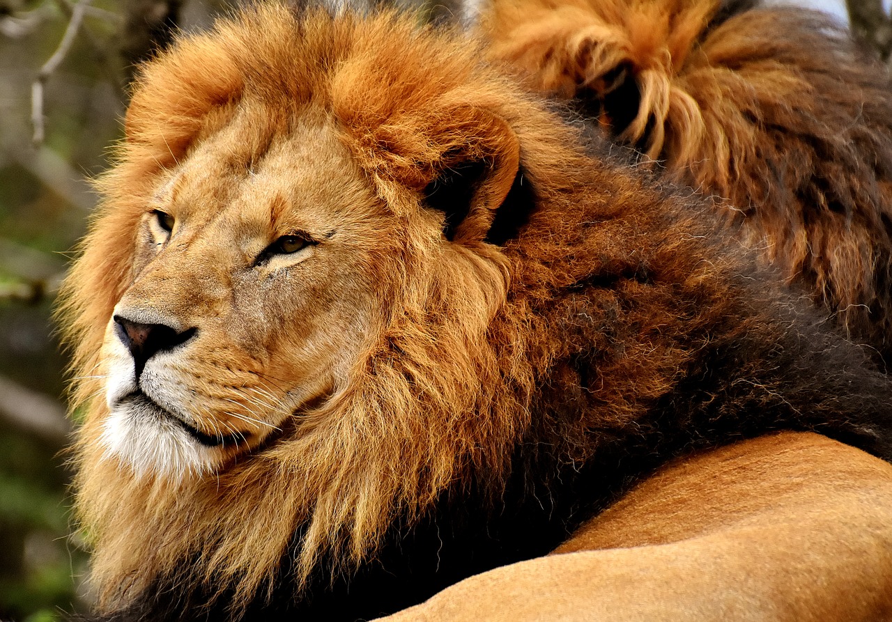 lion  predator  dangerous free photo