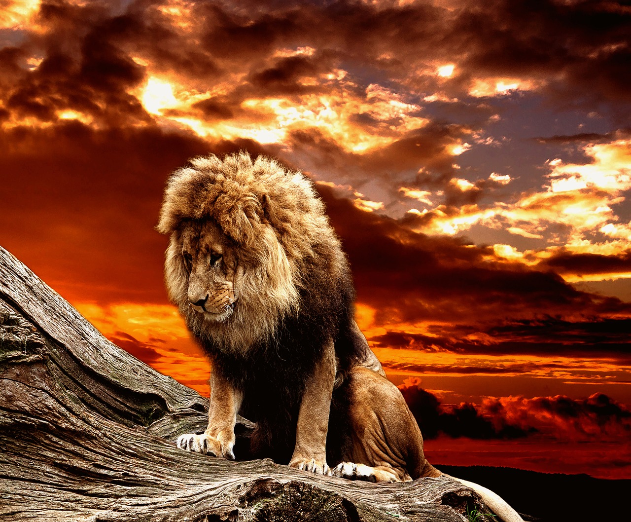 lion  predator  male free photo