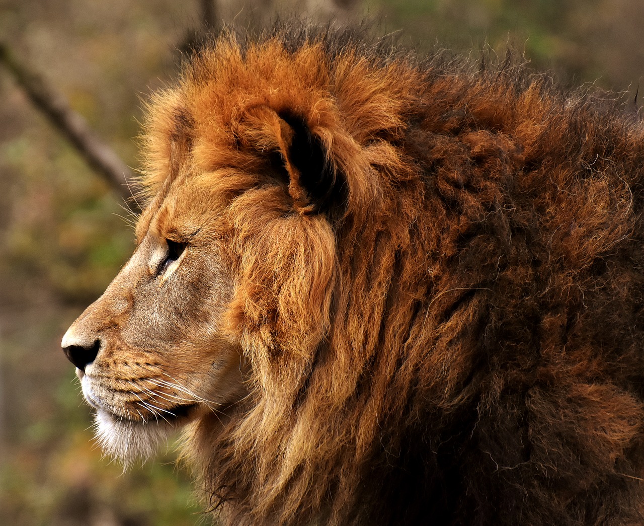 lion  predator  dangerous free photo