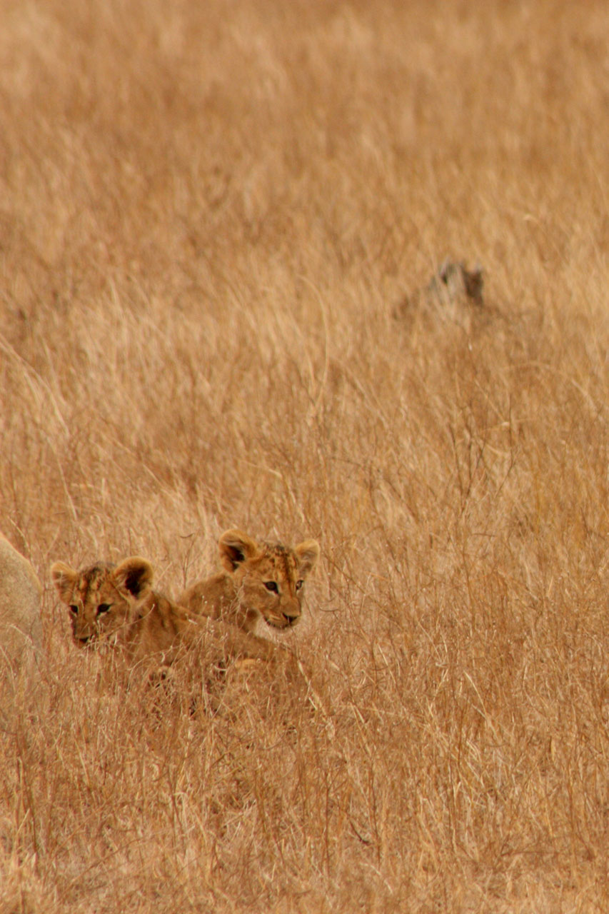 lion animal family free photo