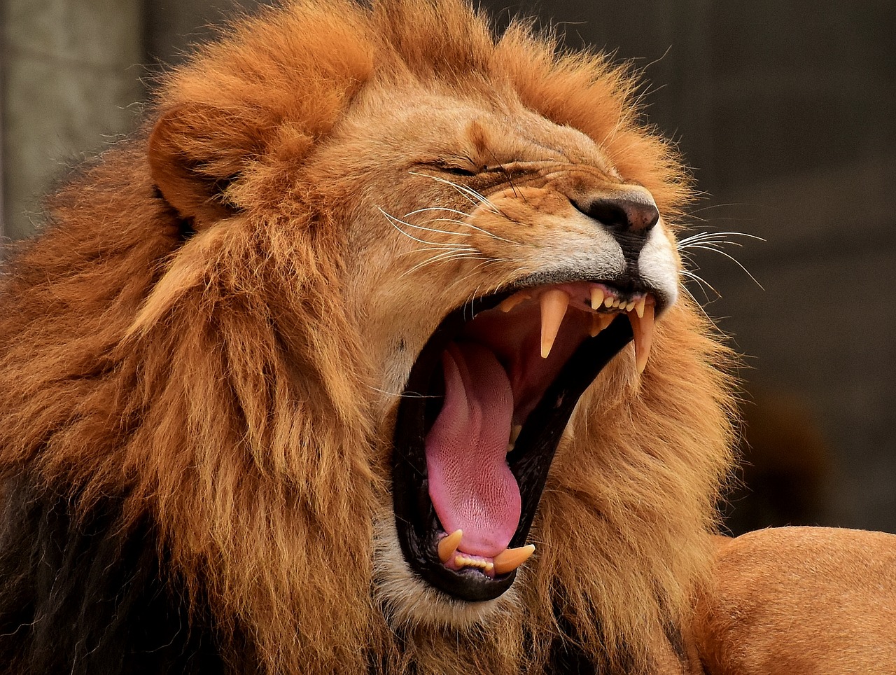 lion  predator  mane free photo
