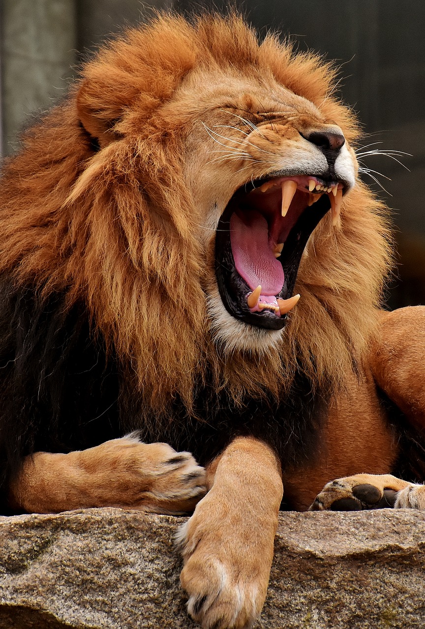 lion  predator  yawn free photo