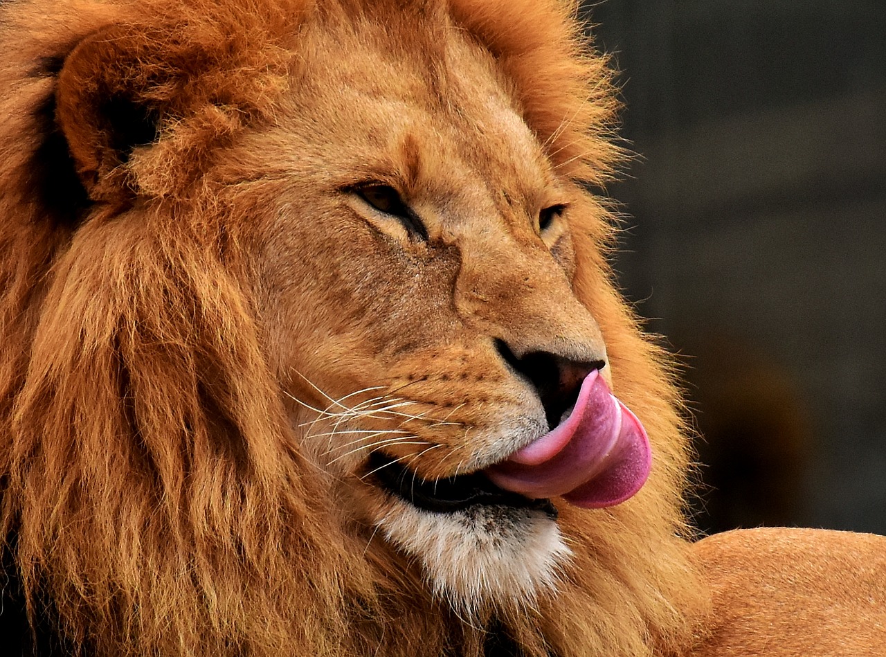 lion  predator  dangerous free photo