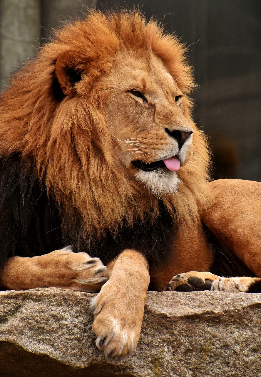 lion  predator  dangerous free photo