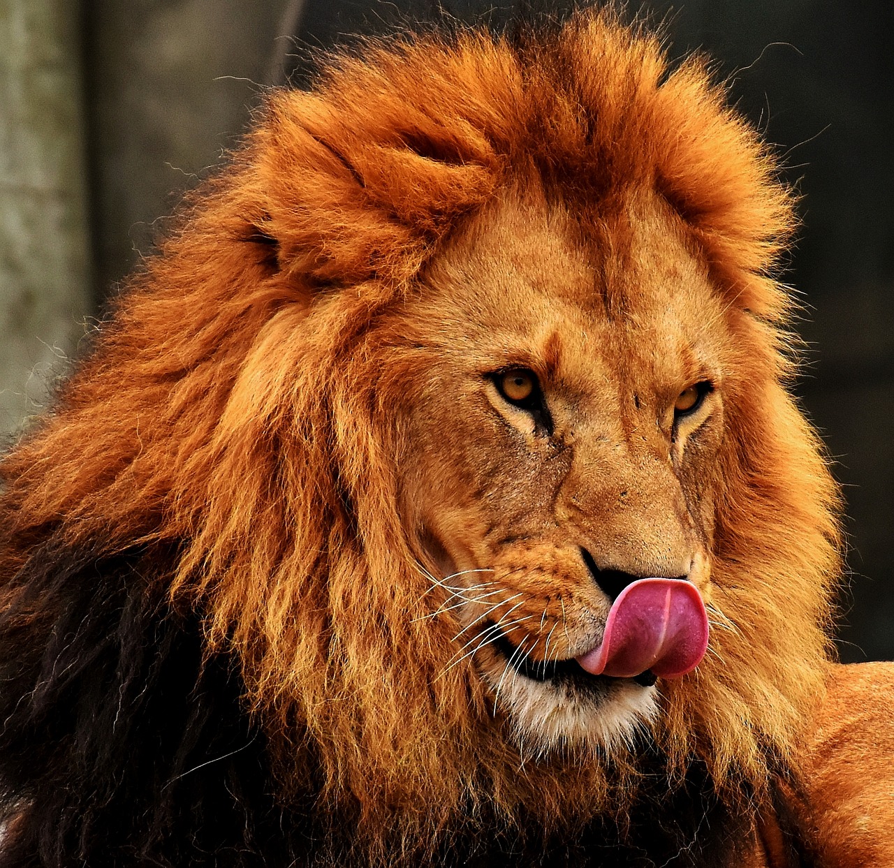 lion  predator  dangerous free photo