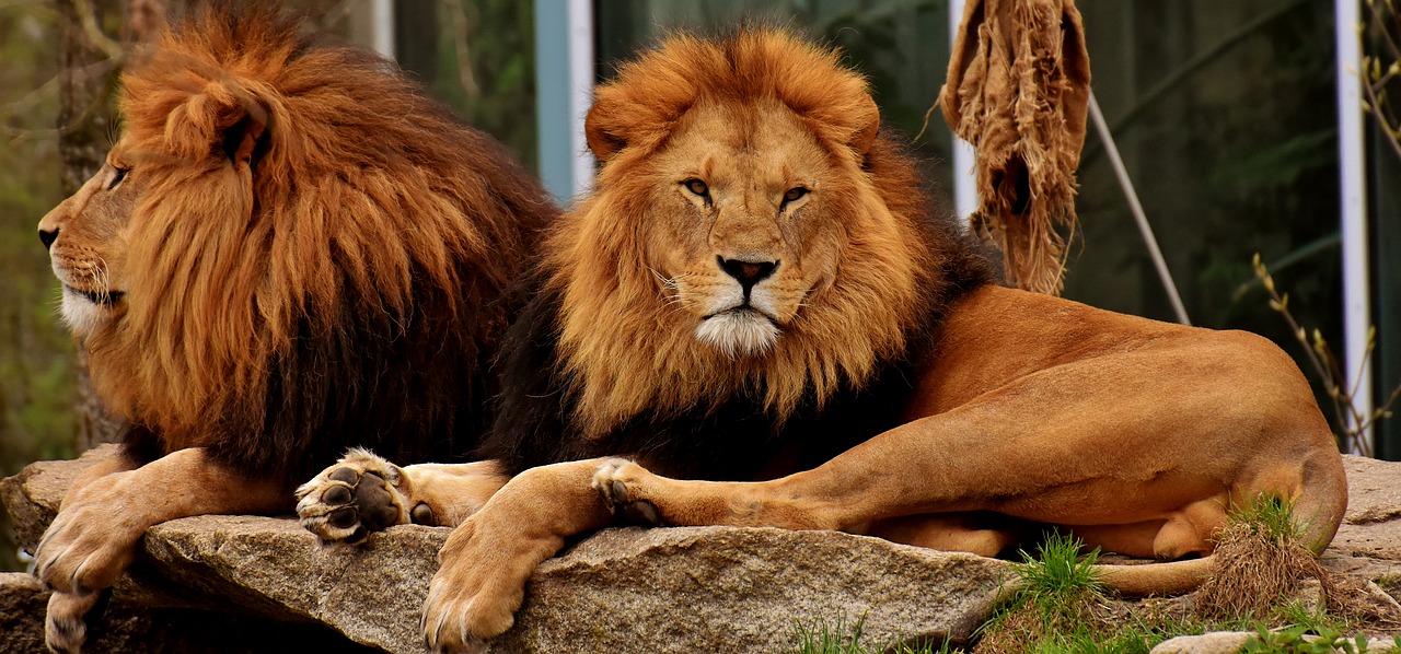 lion  predator  dangerous free photo