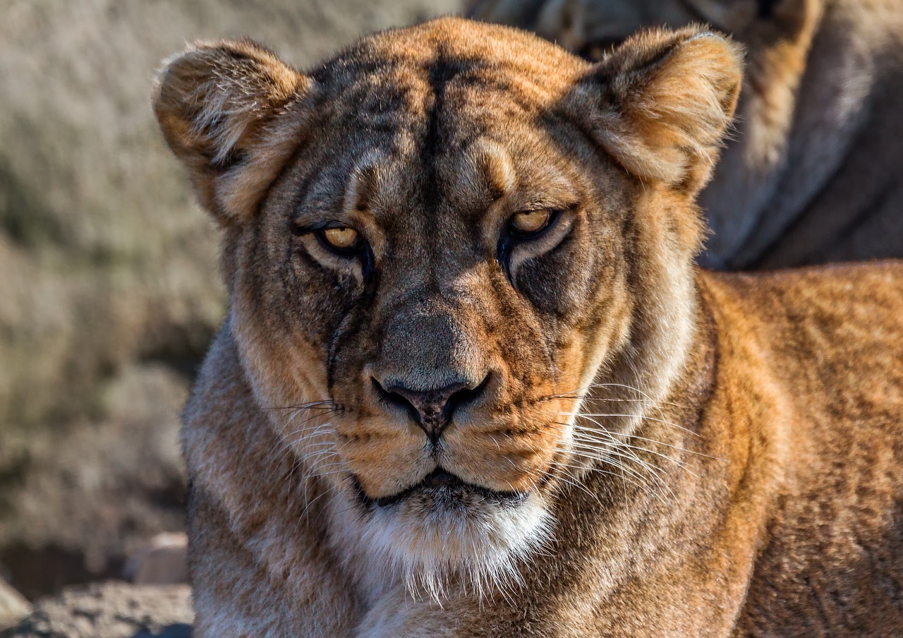 lion  zoo  feline free photo