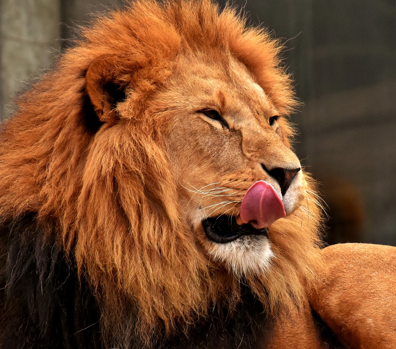 lion  predator  dangerous free photo