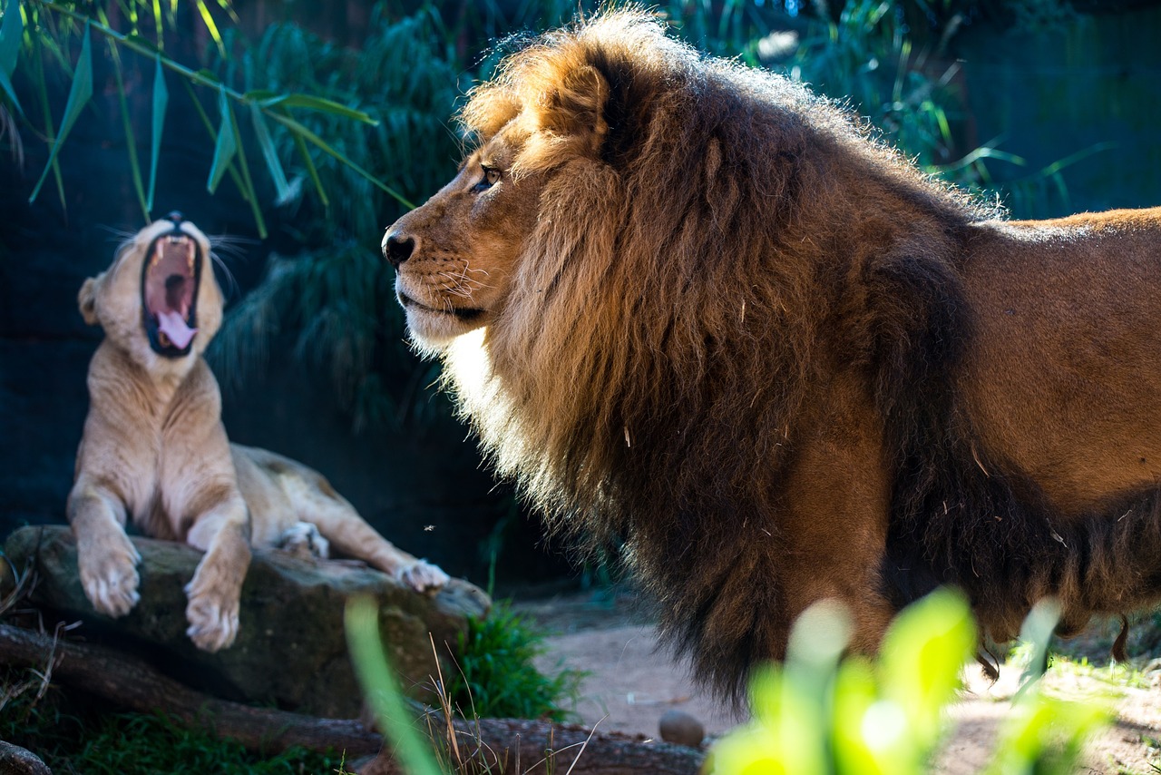 lion  lioness  mammal free photo