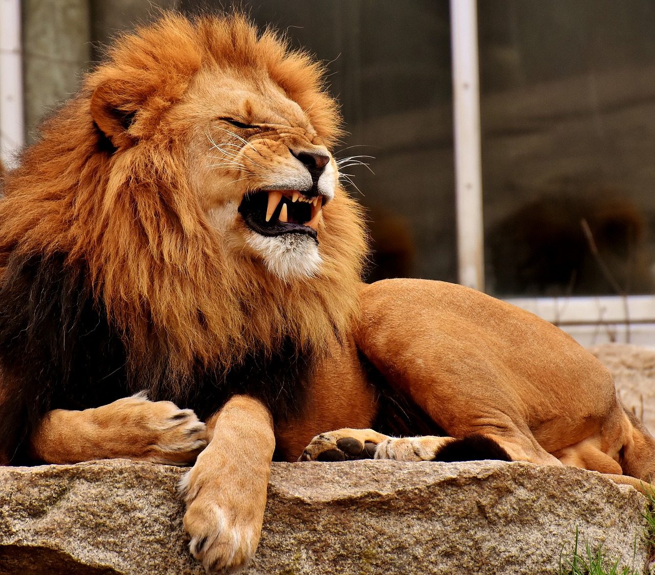 lion  predator  dangerous free photo